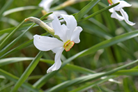 Narcissus poeticus